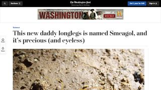 
                            13. This new daddy longlegs is named Smeagol, and it's precious (and ...