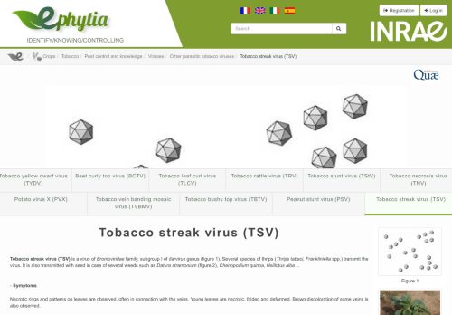 
                            8. Tobacco - Tobacco streak virus (TSV) - Ephytia - Inra