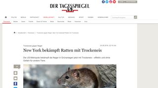
                            12. Trockeneis gegen Nager: New York bekämpft Ratten mit Trockeneis ...
