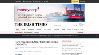 
                            11. Two endangered Amur tiger cubs born at Dublin Zoo - The Irish Times