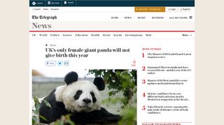 
                            11. UK's only female giant panda will not give birth this year - The Telegraph
