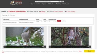 
                            12. Videos of Eurasian Sparrowhawk (Accipiter nisus) | the Internet Bird ...