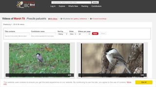 
                            12. Videos of Marsh Tit (Poecile palustris) | the Internet Bird Collection ...