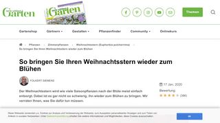 
                            12. Weihnachtsstern wieder zum Blühen bringen - Mein schöner Garten