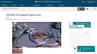 
                            11. White-throated sparrow | bird | Britannica.com
