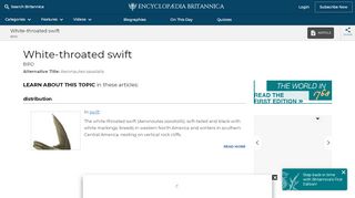 
                            10. White-throated swift | bird | Britannica.com