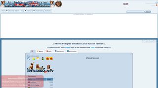 
                            8. - World Pedigree DataBase Jack Russell Terrier, Jack Russell Terrier ...