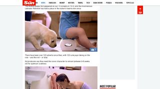 Andrex puppy turns 40 (that's 280 in dog years) – The Sun