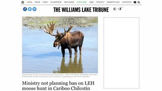 Ministry not planning ban on LEH moose hunt in Cariboo Chilcotin ...