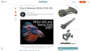 Top 6 Reasons Betta Fish Die | PetHelpful