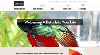 Welcoming A Betta Into Your Life | Pet Articles | Pet Valu Pet Store ...