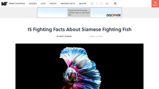 15 Fighting Facts About Siamese Fighting Fish | Mental Floss