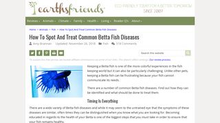How To Spot And Treat Common Betta Fish Diseases | Earth's Friends