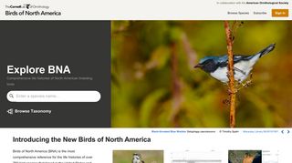 Birds of North America Online: Explore
