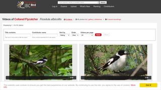 Videos of Collared Flycatcher (Ficedula albicollis) | the Internet Bird ...