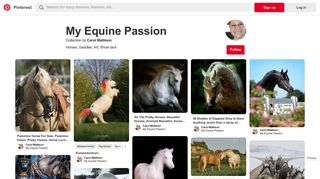 1727 Best My Equine Passion images in 2019 | Baby horses, Equine ...