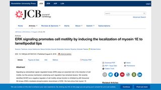 ERK signaling promotes cell motility by inducing the localization of ...