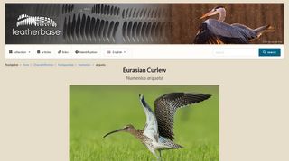 Eurasian Curlew (Numenius arquata) - Feathers on featherbase.info