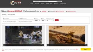 Videos of Common Chiffchaff (Phylloscopus collybita) | the Internet ...
