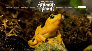 Panamanian Golden Frog | San Diego Zoo Animals & Plants