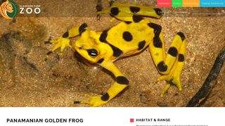 Panamanian Golden Frog | Elmwood Park Zoo