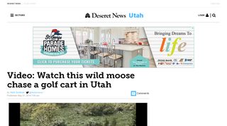 Video: Watch this wild moose chase a golf cart in Utah | Deseret News