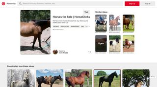 Gorgeous and Calm Bay gelding for sale in Williamson, Texas - Pinterest