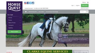 Horse Quest UK - Horses for Sale - Buy a Horse
