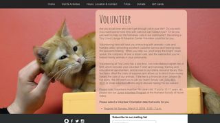 Volunteer at the cat cafe - Tiny Lions