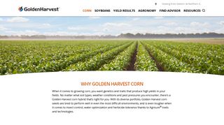 Corn Seeds | Golden Harvest