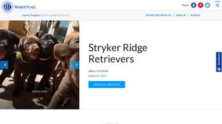 Stryker Ridge Retrievers - Puppies For Sale - AKC Marketplace