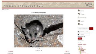 Gallery - Category: Caves - Image: Cave Buddy (Dormouse) - vertical ...