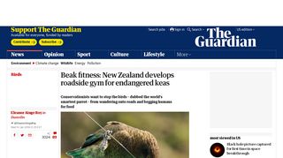 Beak fitness: New Zealand develops roadside gym for endangered keas