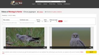 Videos of Montagu's Harrier (Circus pygargus) | the Internet Bird ...