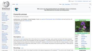 Lunaria annua - Wikipedia