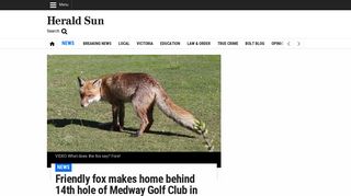 Friendly fox makes home behind 14th hole of Medway Golf Club in ...