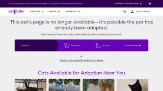 Cat for Adoption – Benji, near Richmond Hill, GA | Petfinder