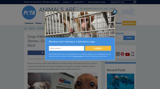 Dog's Jaw Broken Twice While at PetSmart Groomer | PETA