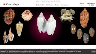 Conchology: Shells For Sale | The Largest Official Seashells Website