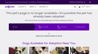 Dog for Adoption – Canoodle, near San Francisco, CA | Petfinder