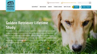 Golden Retriever Lifetime Study | Morris Animal Foundation