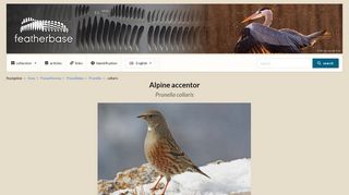 Alpine accentor (Prunella collaris) - Feathers on featherbase.info