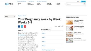 Your Pregnancy Week by Week: Weeks 5-8 - WebMD