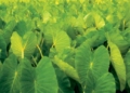 Death Of A Waianae Valley Taro Patch