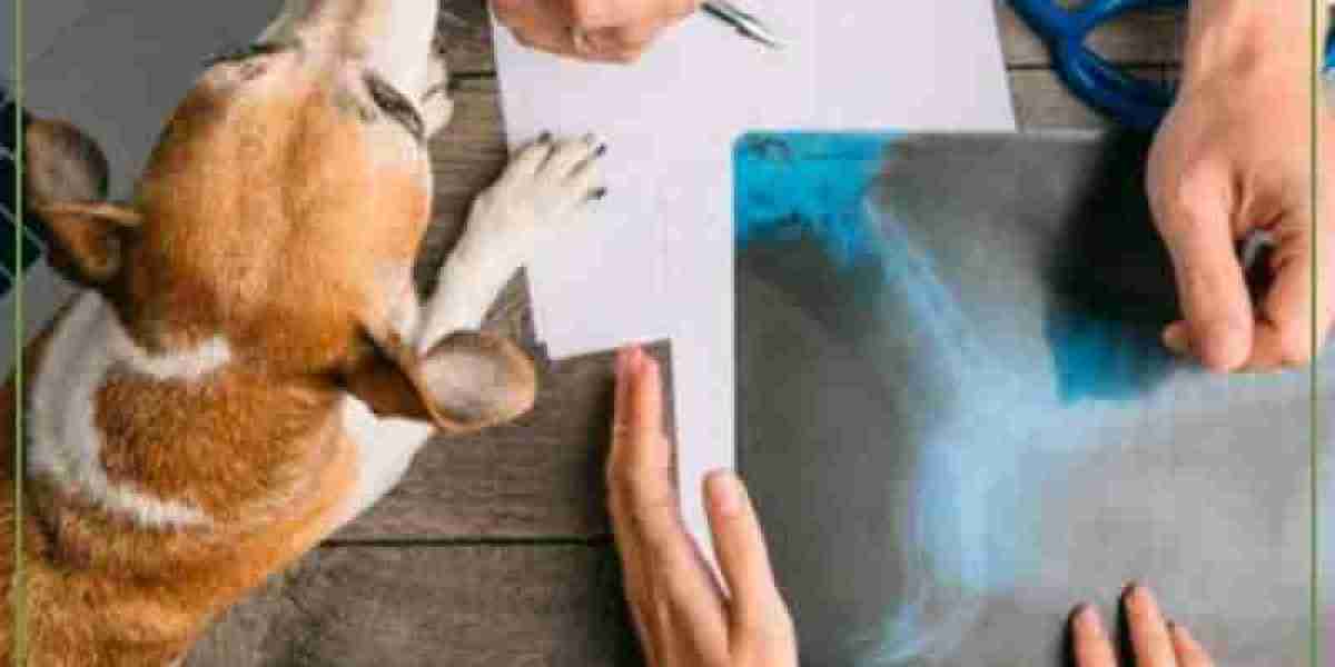 How Much Does a Dog Ultrasound Cost?