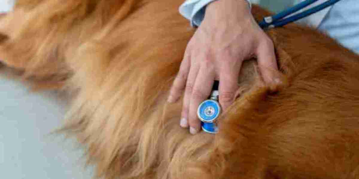 Sistema de máquina de rayos X digital veterinaria Equipo de imágenes médicas de radiografía