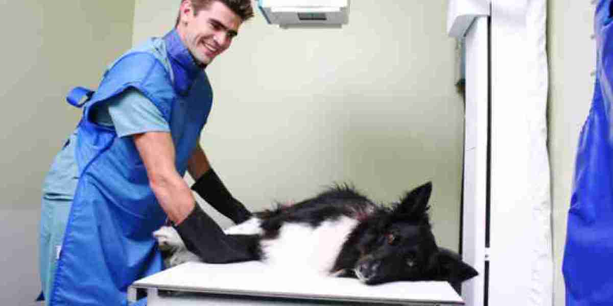 Echocardiogram for my pets heart issues