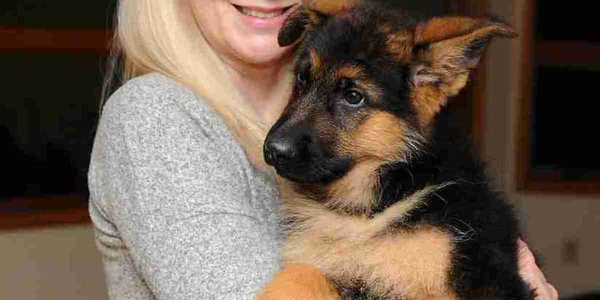 Deutscher Schäferhund Welpe Kaufen: Ein Ratgeber für zukünftige Hundebesitzer