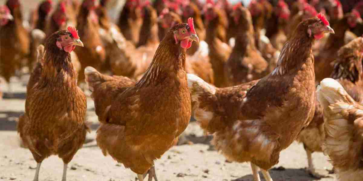 Породи кур із високою яйценосністю: що варто знати