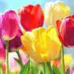 rishangib profile picture